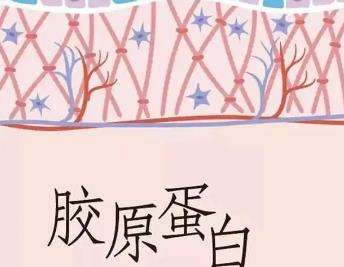 胶原蛋白01.jpg 胶原蛋白01.jpg