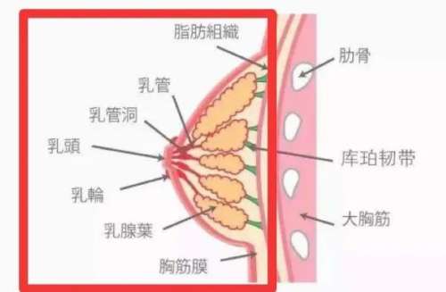 缩胸