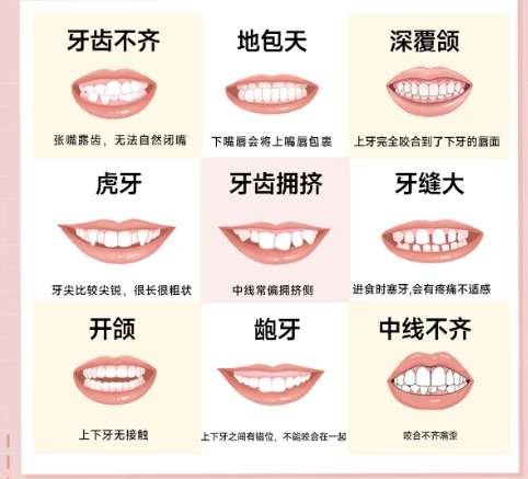 牙齿 牙齿