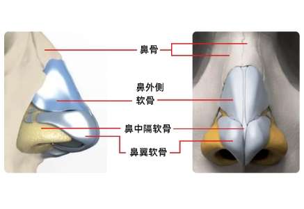 鼻子 鼻子
